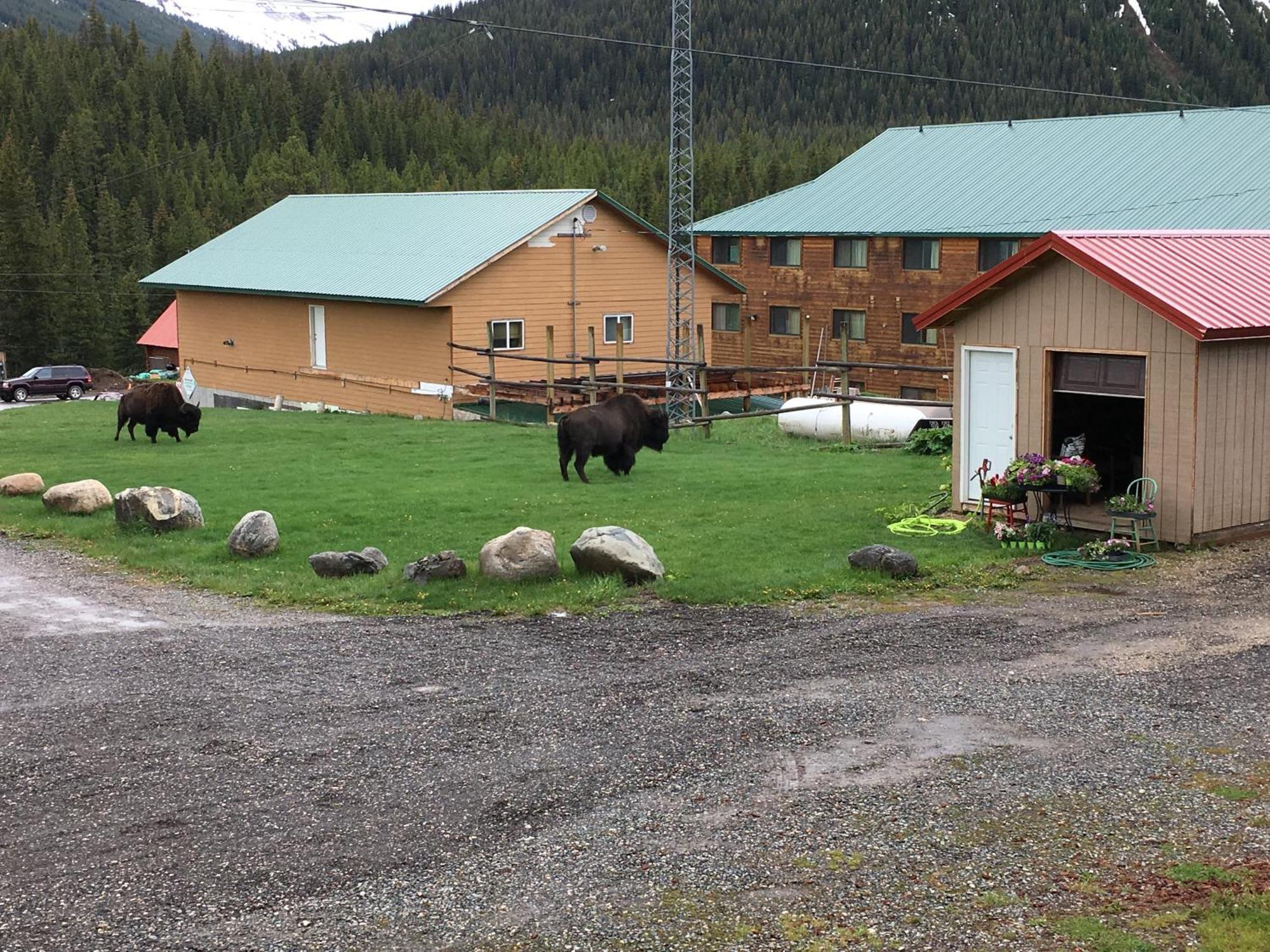 Antlers Lodge Кук-Сити Экстерьер фото
